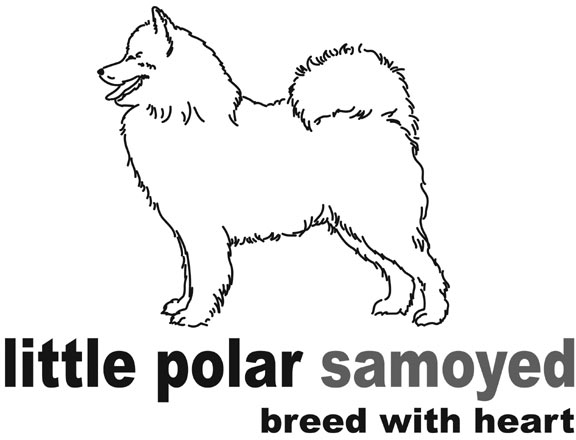 Little Polar Samoyed