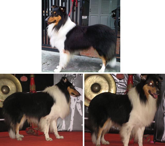 A.Golden Dragos'S Bringgo