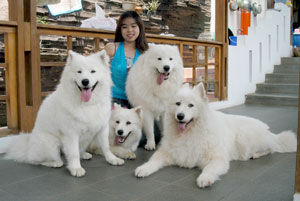 White Christal Samoyed Kennel