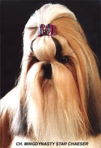 CH. MINGDYNASTY STAR CHAESER