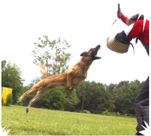 The Blackhead's Kennel