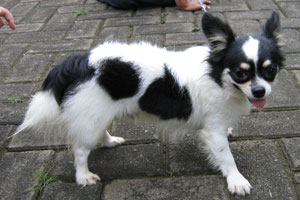 GloriousChess Master