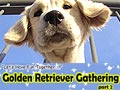 Golden Retriever Gathering Part 2