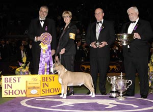 Bull Terrier Juara Westminster Kennel Club 130TH
