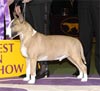 Bull Terrier Juara Westminster Kennel Club 130TH