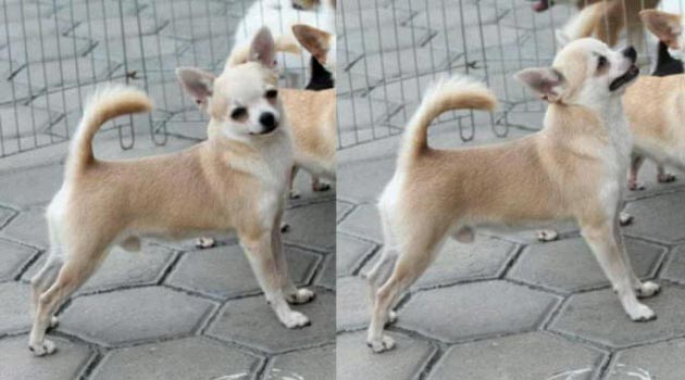 Charming Chi's Hot Ginger