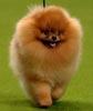 Crufts 2006