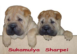 Sukamulya Shar-Pei