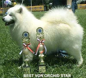 INA.CH.Best Von Orchid Star