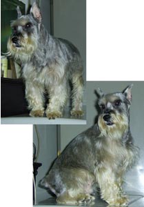 Charlotte Amazing Chester