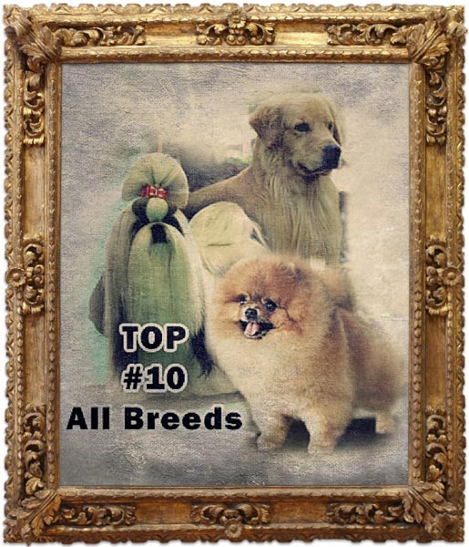 Penganugrahan Anjing Terbaik Indonesia 2011