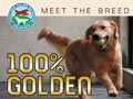 Meet The Breed - 100% Golden