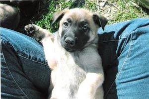 Garis keturunan Malinois, kaitannya dengan Dog Sport dan Working Dog