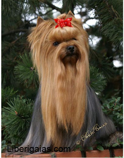 Yorkshire Terrier