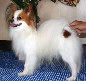 INA.TH.CH.DOME DOI N PAKDOME SWEET CHILD O MINE