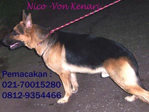 Nico V Griya Gembala