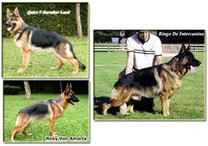 Amarta Kennel Borong Gelar