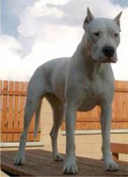 Dogo Argentino, Sang Pemburu Macan Yang Pemberani