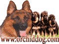 Orchid Star Kennel (AGJ)