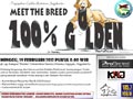 MEET THE BREED: 100% GOLDEN