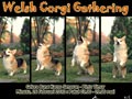 Pembroke Welsh Corgi Gathering