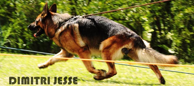 Aksi Herder Berkualitas Di Pameran IGSC Jaya