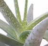 Lidah Buaya Untuk Kesehatan Kulit & Bulu