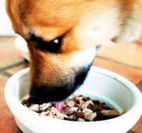 Tolong...Anjingku Tidak Mau Makan!!!