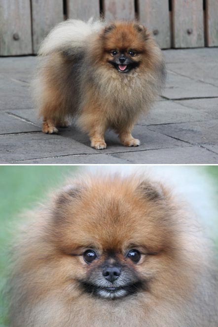 Lothar Von Kaca Piring