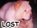 Chow Chow Hilang (SUDAH DITEMUKAN)