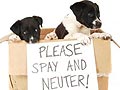 Mengapa Hewan Peliharaan Perlu Disteril?