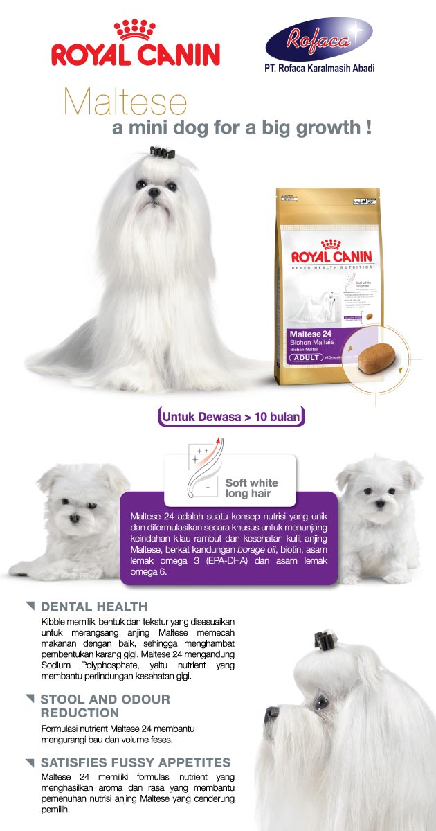 Dog Food Khusus Anjing Trah Maltese
