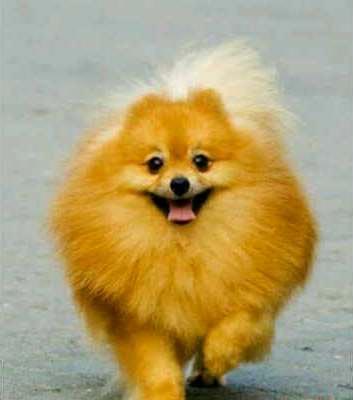 D'Rising Sun Prince Charm