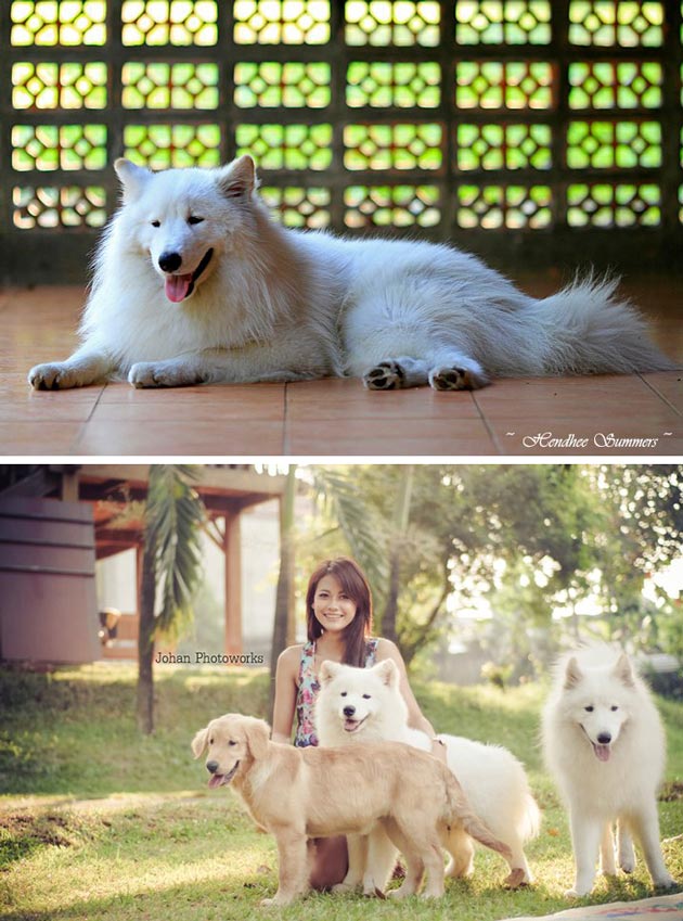 Aaron Von SBS Kennel