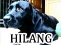 Labrador Hilang Di Jl. Cisatu II Ciumbuleuit