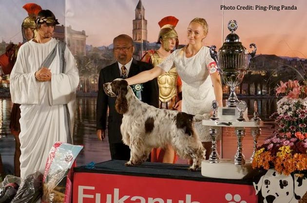 Split 4 Summer Dog Shows