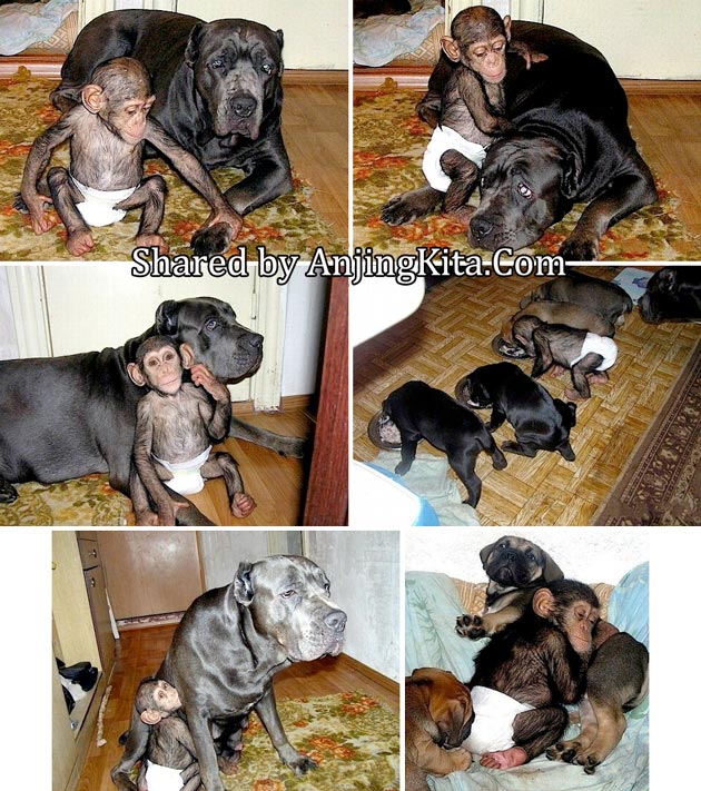Bayi Simpanse Diadopsi Oleh Anjing