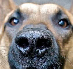 Anjing (Indera Penciuman)