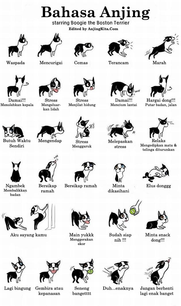 Bahasa Tubuh Anjing