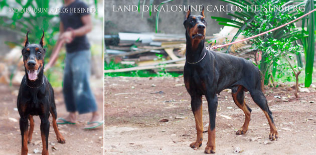 Land Dikalosune Carlos Heisenberg 