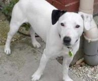 Anjing Diracun, Dikubur, Tetap Hidup