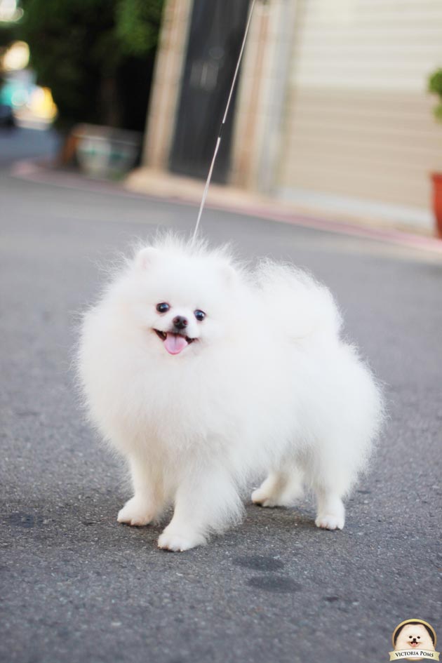 Bertwin of True Victoria FCI