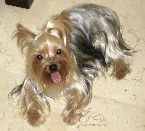 Eysfeld Baron Lucky Seven