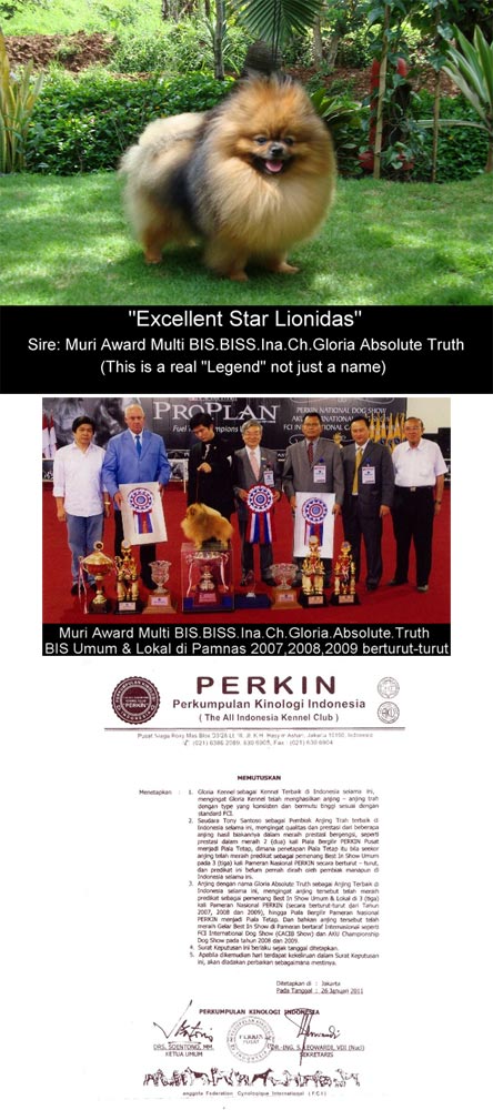 Excellent Star Lionidas