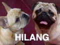 Pug & Frenchie Hilang Di Tg.Duren