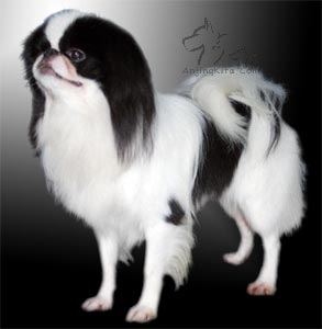 AM.CH.Illusion Ready Or Not