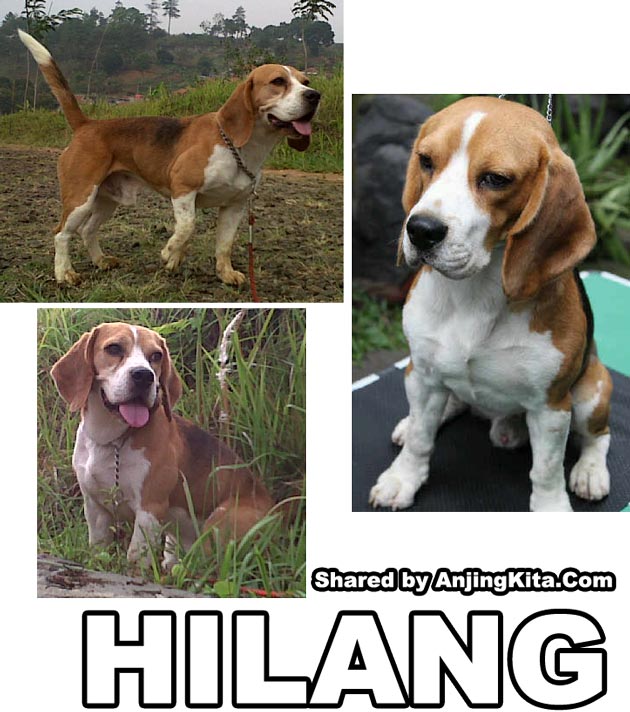 Beagle Hilang Di Dago Pakar Bandung