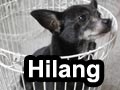 Anjing Hitam Hilang Di Villa Bukit Mas Surabaya