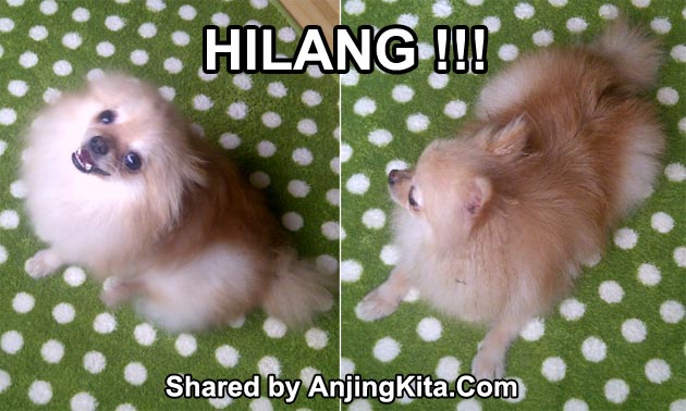 Mini Pom Hilang Di Karawaci Utara