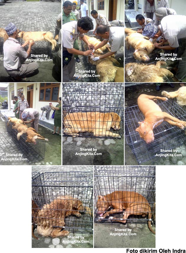 4 Ekor Anjing Dieksekusi Di Papua